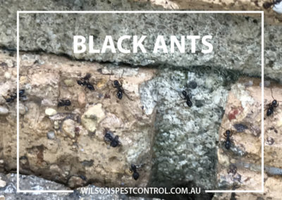Pest Control Blacktown - Ants