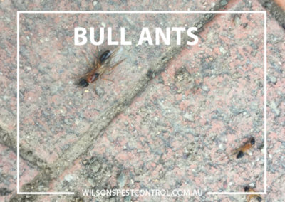 Pest Control Blacktown - Bull Ants