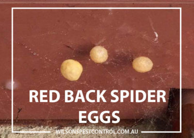 Pest Control Blacktown - Red Back Spider Eggs