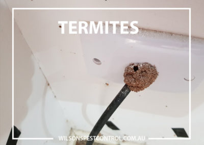 Pest Control Blacktown - Termite Activity