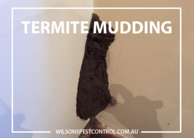 Pest Control Blacktown - Termite Mudding on Wall