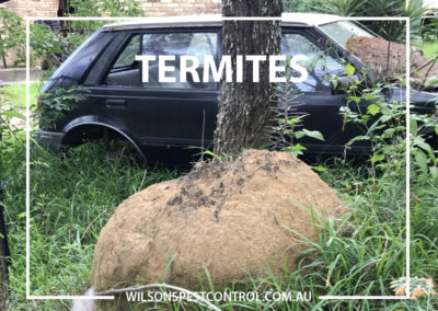 Pest Control Blacktown - Termites