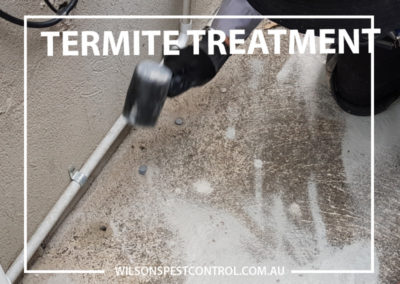 Pest Control Castle HIll - Termite Treatment