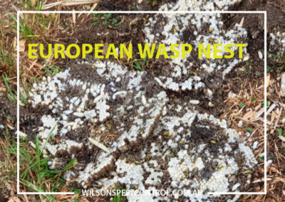 Pest Control Castle Hill - European Wasp Nest