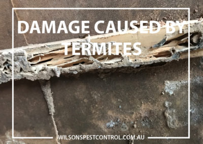 Pest Control Castle Hill - Termites Damage