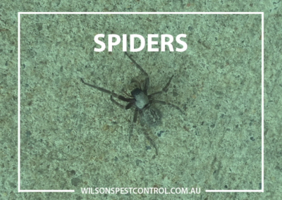 Pest Control Parramatta