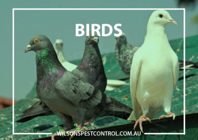 Pest Control Sydney - BIRDS