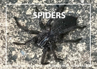 Pest Control Sydney - Black Spider
