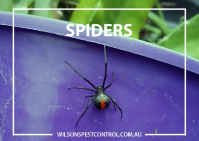 Pest Control Sydney - Spiders