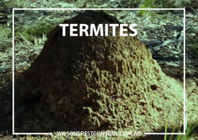 Pest Control Sydney - Termite Nest