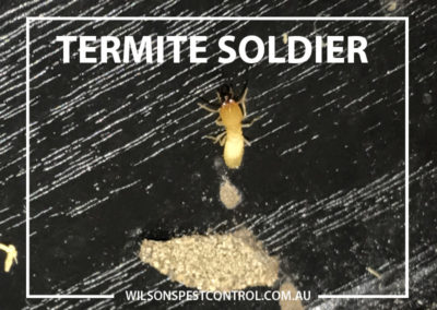 Pest Control Sydney - Termite Soldier