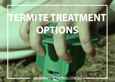 Pest Control Sydney - Termite Treatment Options