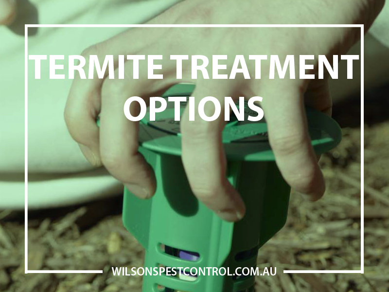 Pest Control Sydney - Termite Treatment Options