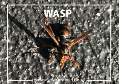 Pest Control Sydney - Wasp Red