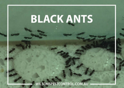 Pest control Sydney - Black Ants