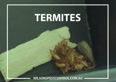 Sydney Pest Control - Termites v4