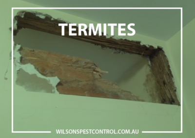 Termites v3