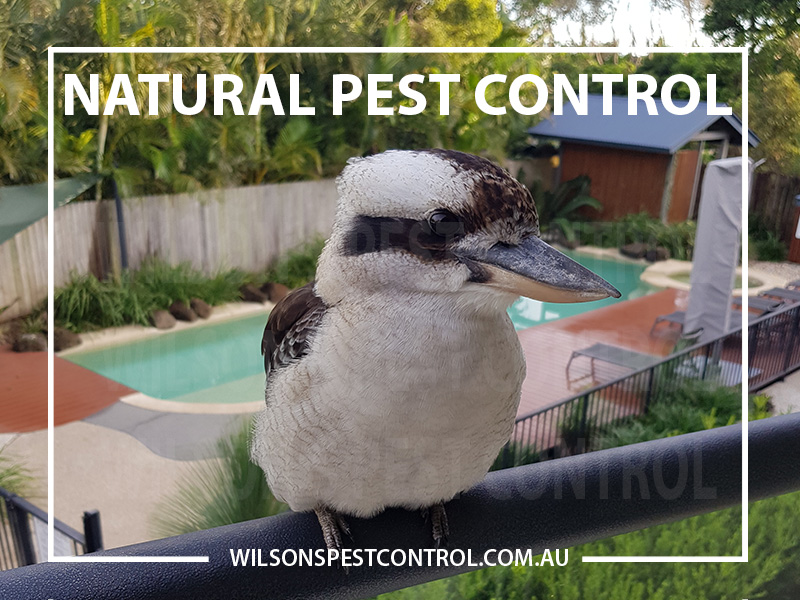 Pest Control Sydney - Natural Pest Control