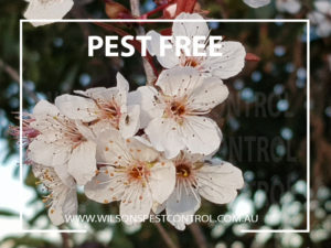 Bees, Pest Control Blacktown Parramatta Kellyville Castle Hill Bella Vista Stanhope Gardens Tallawong Rouse Hill Schofields Riverstone Wilsons Pest Control have a solution for your pest needs whether it be for German Cockroaches, Large Cockroaches, Spiders, Ants, Flies, Fleas, Termites or Rats & Mice call 02 9679 8398
