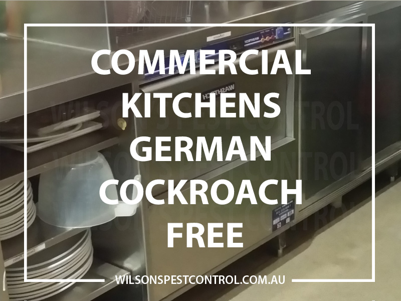 Pest Control Blacktown Parramatta Kellyville Castle Hill Bella Vista Stanhope Gardens Tallawong Rouse Hill Schofields Riverstone Wilsons Pest Control have a solution for your pest needs whether it be for German Cockroaches, Large Cockroaches, Spiders, Ants, Termites or Rats & Mice call 02 9679 8398