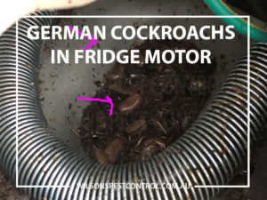 How do I get rid of German Cockroaches