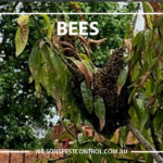 Bees Pest Control. lacktown Parramatta Kellyville Castle Hill Bella Vista Stanhope Gardens Tallawong Rouse Hill Schofields Riverstone Wilsons Pest Control have a solution for your pest needs whether it be for German Cockroaches, Large Cockroaches, Spiders, Ants, Flies, Fleas, Termites or Rats & Mice call 02 9679 8398
