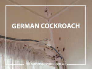 German Cockroach Treatments, General Pest & Termite treatments servicing Blacktown Parramatta Penrith Wetherill Park Castle Hill Kellyville Stanhope Gardens Bella Vista Harris Park