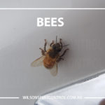 Bees Keep our bees Safe, Bees preserve our bees - Good Practice Pest Control