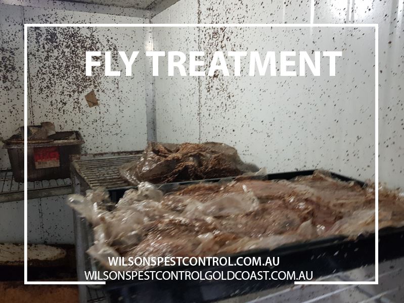 Pest Control - Fly Treatment Wilsons Pest Control