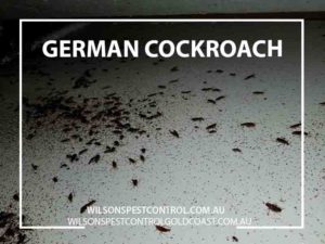 Pest Control German Cockroach Blacktown & Holroyd