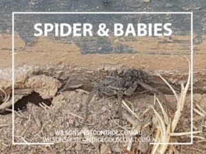 Spiders Pest Control Blacktown & Holroyd