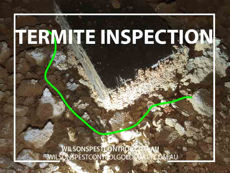 Wilsons Pest Control Termite Inspection Blacktown Western Sydney