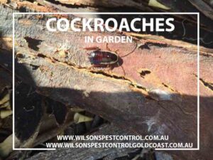 blacktown pest control - Cockroaches