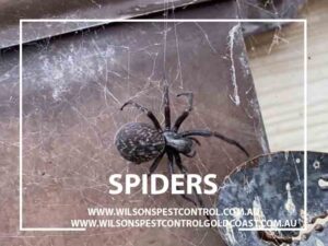 blacktown & Holroyd pest control for Spiders