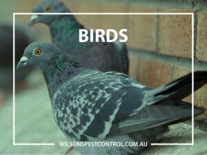 Bird Pest Control blacktown & Holroyd