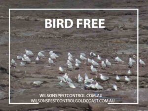 Bird Pest Control blacktown & Holroyd