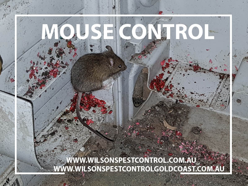 Mice Control