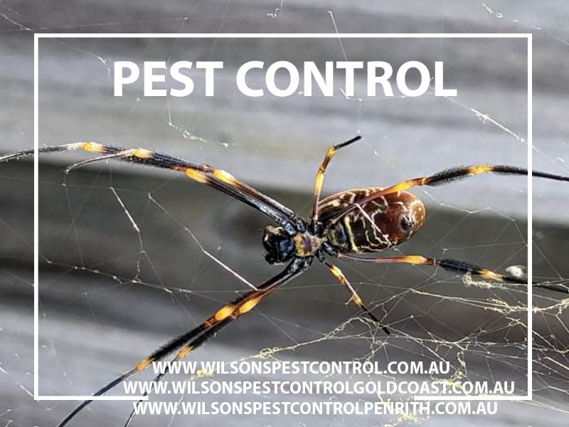 Miscellaneous Pest & Termite Control